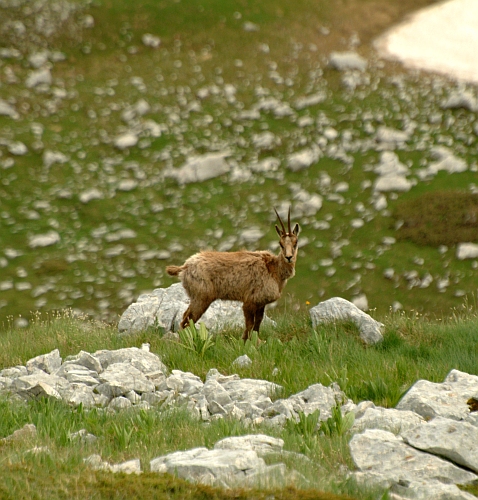 Camoscio d''Abruzzo Rupicapra pyrenaica ornata